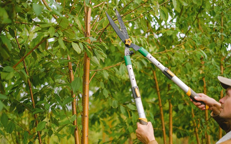 Tree trimming in Garden City, SD
