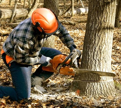 Tree Removal in Garden City, SD